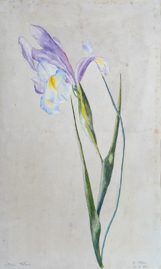 From the Studio of Fred Cuming. R. Miller, watercolour on card, 'Iris', signed, dated 2.6.20 and inscribed 'from nature', 38 x 23cm, unframed. Condition - poor to fair, some foxing